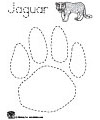 jaguar paw print tracing