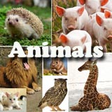 Animals preschool and kindergarten themes