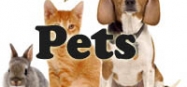 Pets, dog and cats preschool and kindergarten themes